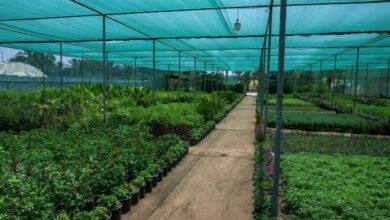 البيوت المحمية تدعم استدامة الإنتاج وتوفر المحاصيل الزراعية على مدار العام في نجران