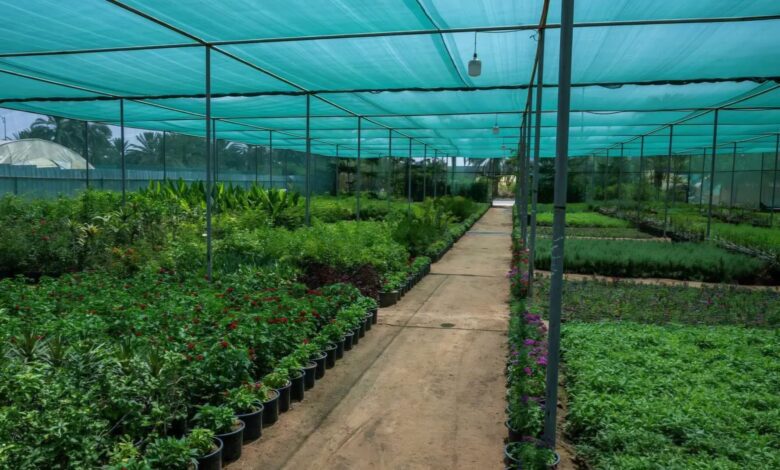 البيوت المحمية تدعم استدامة الإنتاج وتوفر المحاصيل الزراعية على مدار العام في نجران
