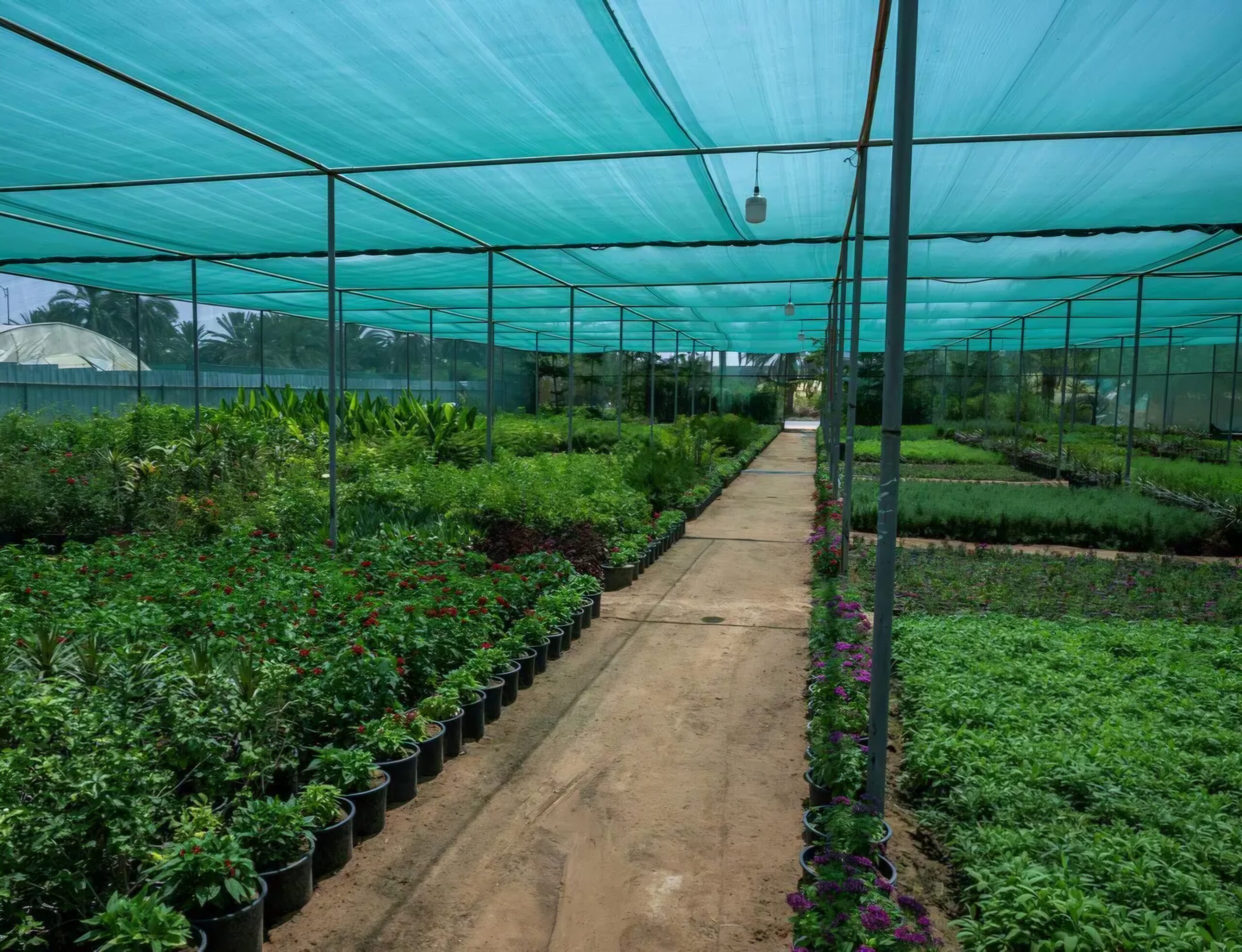 البيوت المحمية تدعم استدامة الإنتاج وتوفر المحاصيل الزراعية على مدار العام في نجران