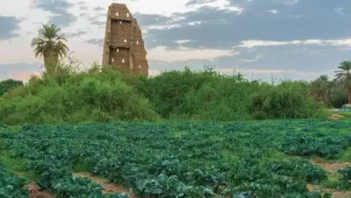 «الغطاء النباتي» يطرح 4 فرص استثمارية في متنزهات الجوف لدعم السياحة البيئية