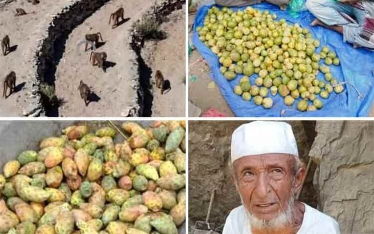 القرود في يافع تتلف محاصيل المزارعين وتضاعف معاناتهم