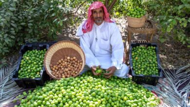 اللومي الحساوي.. من موروث زراعي إلى منتج منافس في الأسواق الخليجية