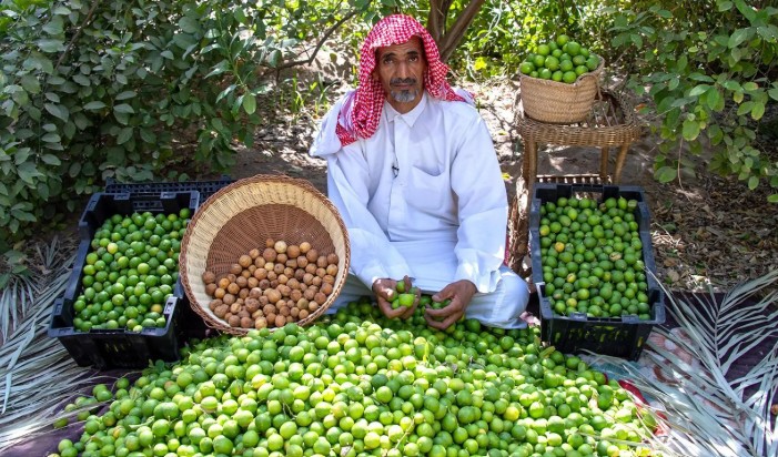 اللومي الحساوي.. من موروث زراعي إلى منتج منافس في الأسواق الخليجية