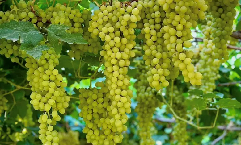 المملكة تُعزز أمنها الغذائي بتوسع زراعة الفواكه في 8 مناطق