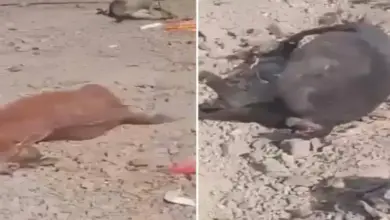 ذعر ونزوح للأهالي ونفوق للمواشي.. قصف حوثي يستهدف قرية (التمارة) بريف تعز