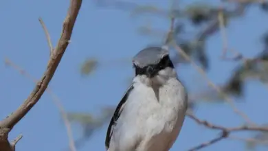 رصد الصرد الرمادي في محمية الإمام تركي بن عبدالله الملكية