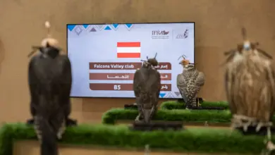 صقّار نمساوي: مزاد الصقور الدولي بالرياض سوق موثوقة تستقطب المستثمرين العالميين