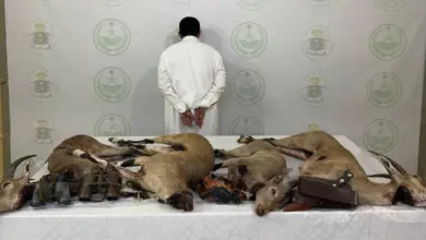 ضبط مواطن صاد «وعلاً» مهدداً بالانقراض في عسير بحوزته مسدس وذخيرة