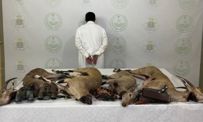 ضبط مواطن صاد «وعلاً» مهدداً بالانقراض في عسير بحوزته مسدس وذخيرة