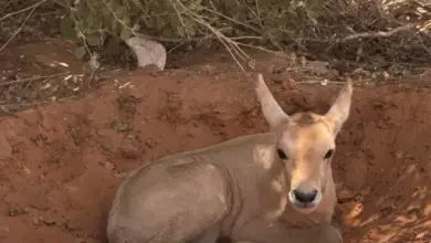 محمية الإمام تركي ترصد صغير المها الوضيحي مستظلاً بأشجار الطلح