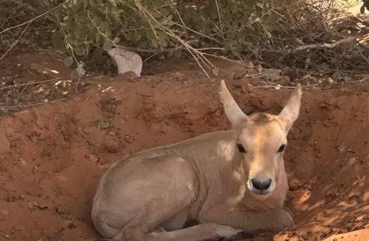 محمية الإمام تركي ترصد صغير المها الوضيحي مستظلاً بأشجار الطلح