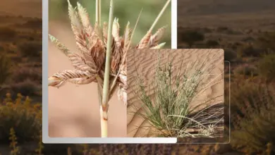محمية الملك سلمان الملكية تُبرز نبات المصيع ضمن تنوعها النباتي الفطري