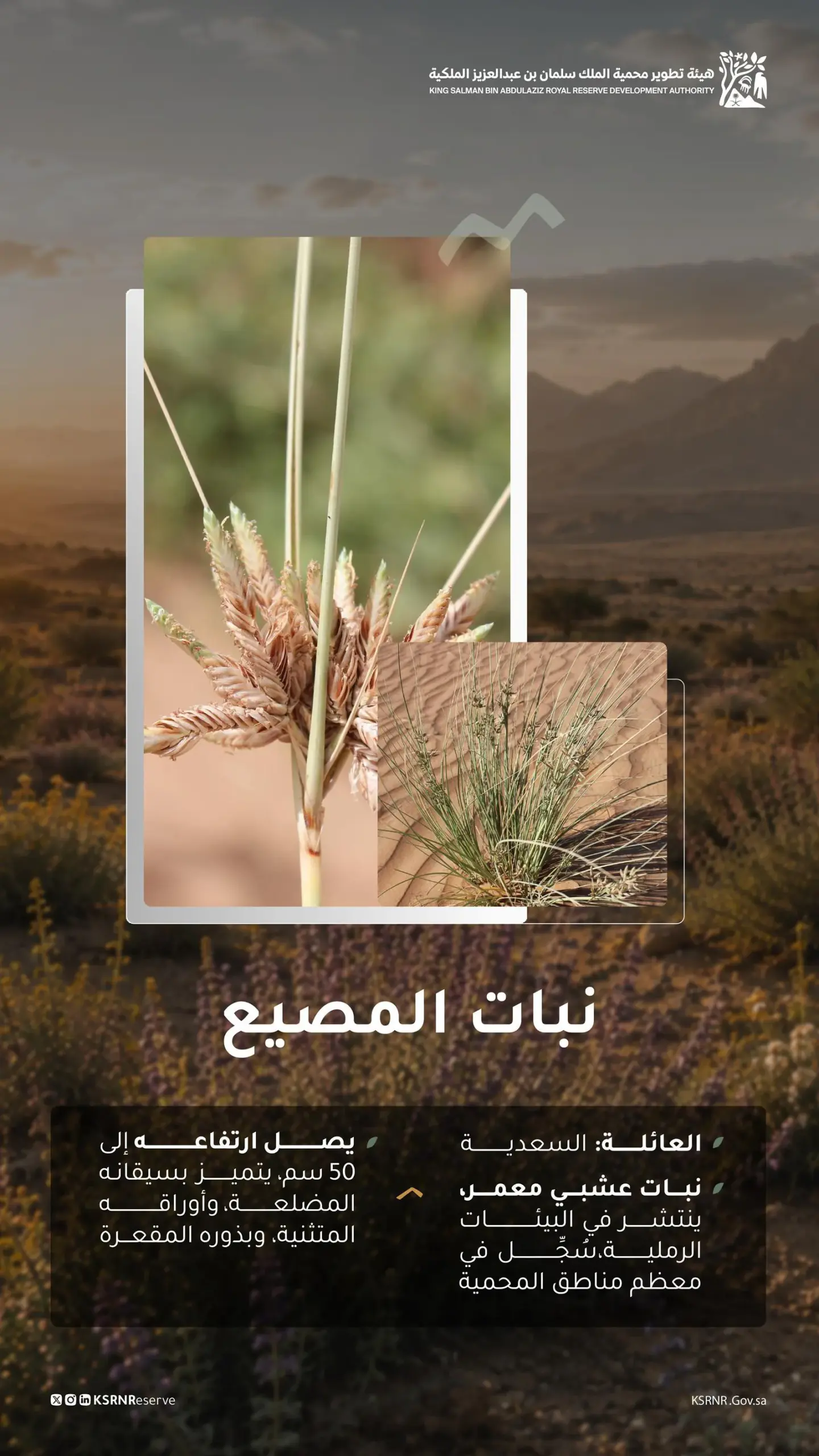 محمية الملك سلمان الملكية تُبرز نبات المصيع ضمن تنوعها النباتي الفطري