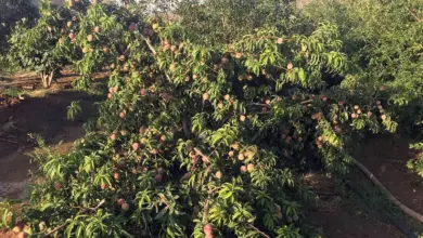 موسم «الكليبين» يبدأ اليوم ويستمر 13 يوماً متزامناً مع نضج التمور