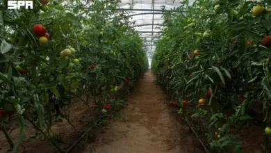 نجران تضم أكثر من 4400 بيت محمي تنتج 37 ألف طن من الخضروات سنوياً