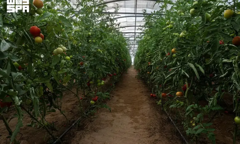 نجران تضم أكثر من 4400 بيت محمي تنتج 37 ألف طن من الخضروات سنوياً