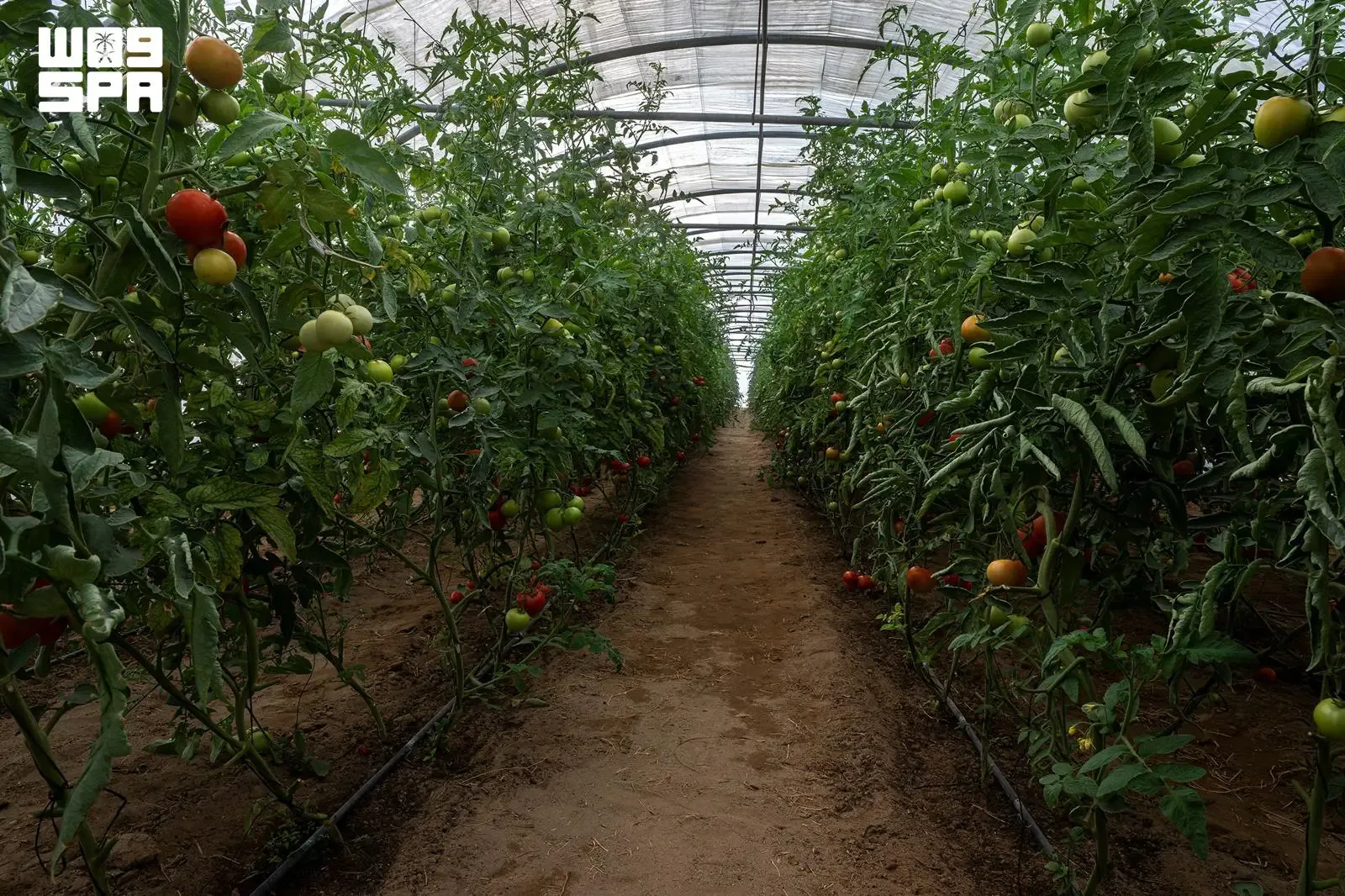 نجران تضم أكثر من 4400 بيت محمي تنتج 37 ألف طن من الخضروات سنوياً
