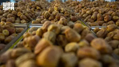نوادر التمور في كرنفال بريدة تستقطب المهتمين وتحفظ الإرث الزراعي