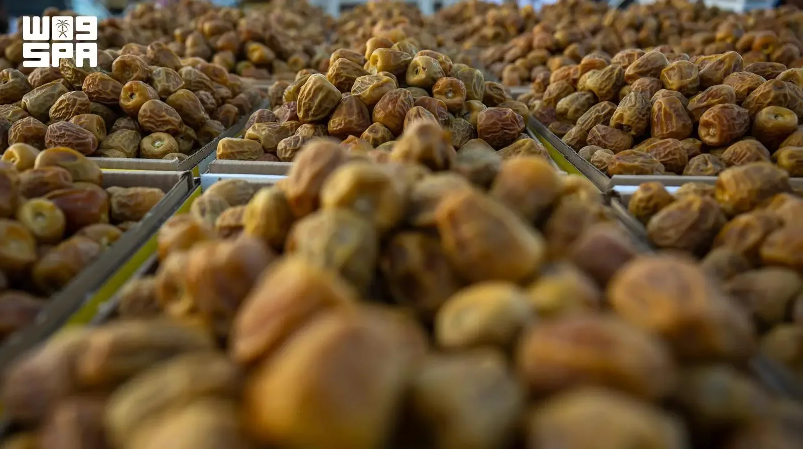 نوادر التمور في كرنفال بريدة تستقطب المهتمين وتحفظ الإرث الزراعي