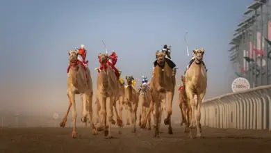 ينطلق في 3 سبتمبر.. 248 شوطًا في مهرجان ولي العهد للهجن بجوائز تتجاوز 50 مليون ريال 
