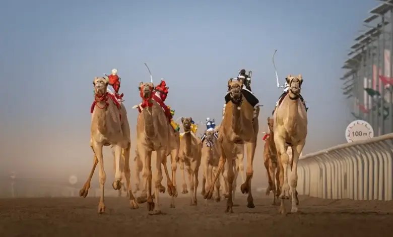 ينطلق في 3 سبتمبر.. 248 شوطًا في مهرجان ولي العهد للهجن بجوائز تتجاوز 50 مليون ريال 