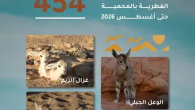 454 ولادة فطرية في محمية الملك سلمان تُعزز مسيرة التنوع البيولوجي