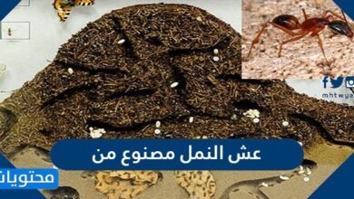 عش النمل مصنوع من