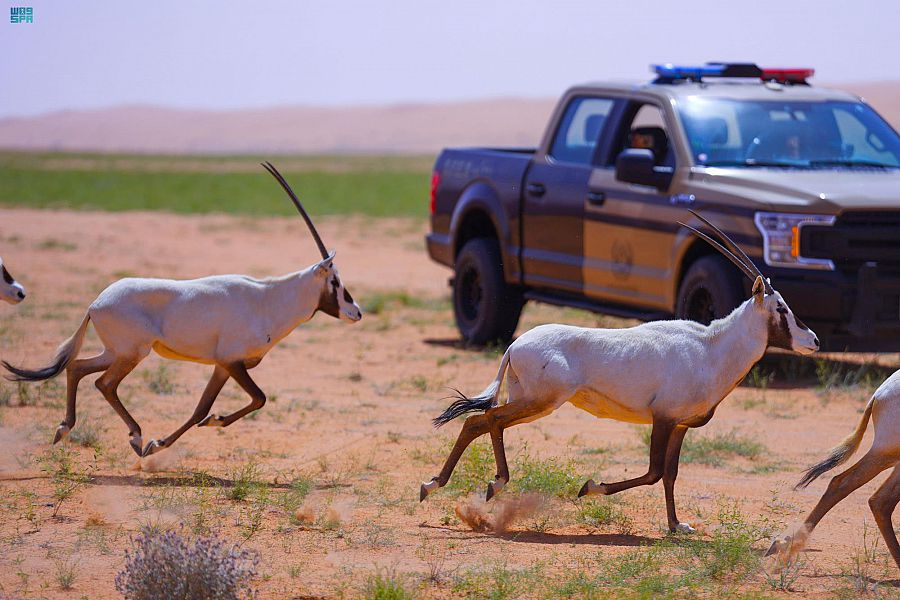 أبرزها الوعل الجبلي وغزال الريم.. 454 ولادة فطرية في محمية الملك سلمان