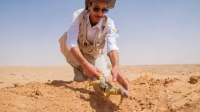 إطلاق أكثر من 140 ضبًا في محمية الملك خالد الملكية