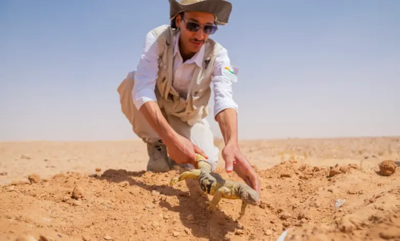 إطلاق أكثر من 140 ضبًا في محمية الملك خالد الملكية