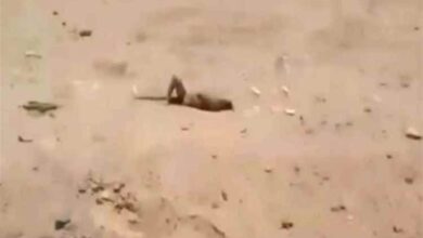 الحوثيون يتركون جرحاهم وجثث قتلاهم في مواقع المواجهات جنوب مأرب