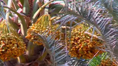 "المسند" يفسر استمرار نضج التمر رغم حرارة الصيف.. 4 أسباب علمية وراء بقاء البلح أخضر