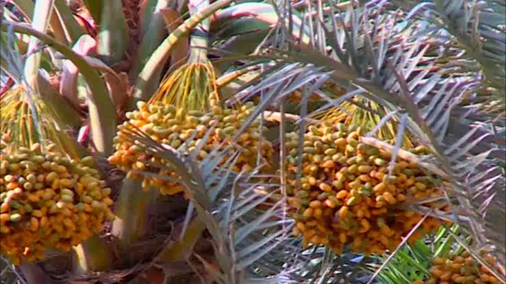 "المسند" يفسر استمرار نضج التمر رغم حرارة الصيف.. 4 أسباب علمية وراء بقاء البلح أخضر