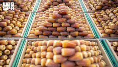 «المناصيف» تُطل على أسواق التمور السعودية بمذاق موسمي فريد