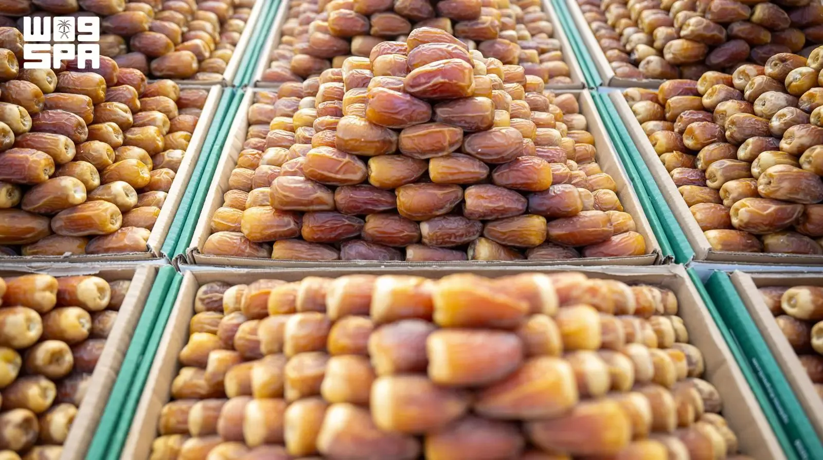 «المناصيف» تُطل على أسواق التمور السعودية بمذاق موسمي فريد