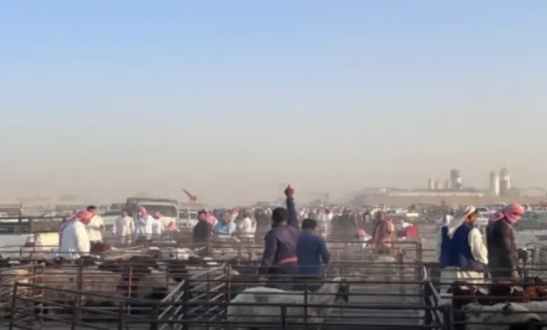 باعة مواشٍ بالرياض يطالبون بإيقاف أسواق عشوائية تعمل بعد منتصف الليل