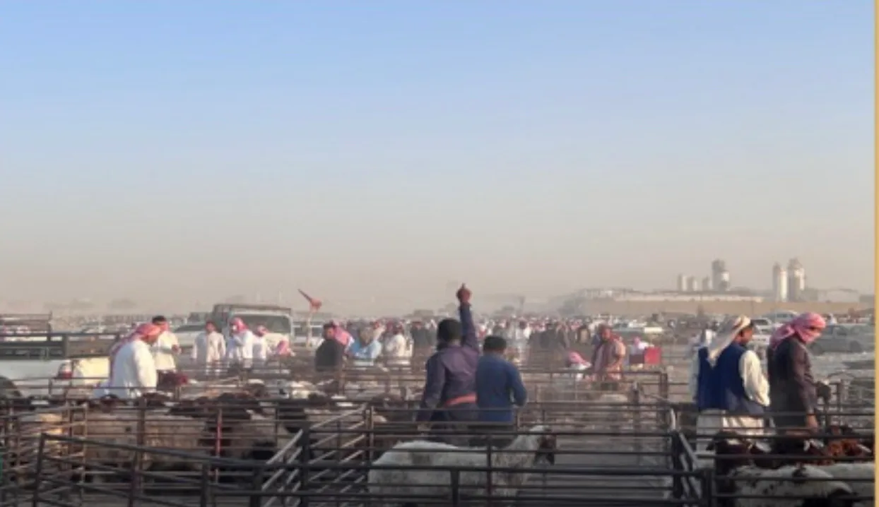 باعة مواشٍ بالرياض يطالبون بإيقاف أسواق عشوائية تعمل بعد منتصف الليل