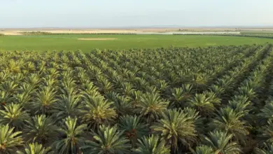 تبوك تعزز حضورها في سوق التمور بـ1.17 مليون نخلة