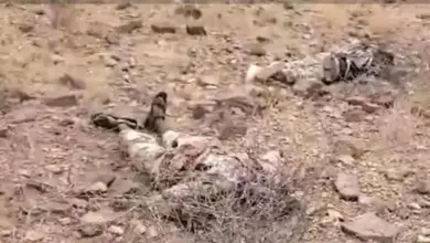 توثيق بالصور والوثائق.. العثور على جثث لإرهابيين من (حركة الشباب) الصومالية بين صرعى الحوثيين بالساحل الغربي (فيديو)