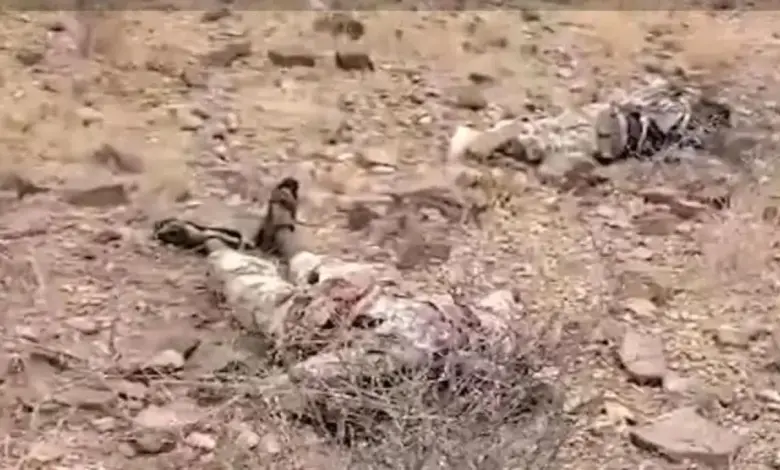 توثيق بالصور والوثائق.. العثور على جثث لإرهابيين من (حركة الشباب) الصومالية بين صرعى الحوثيين بالساحل الغربي (فيديو)