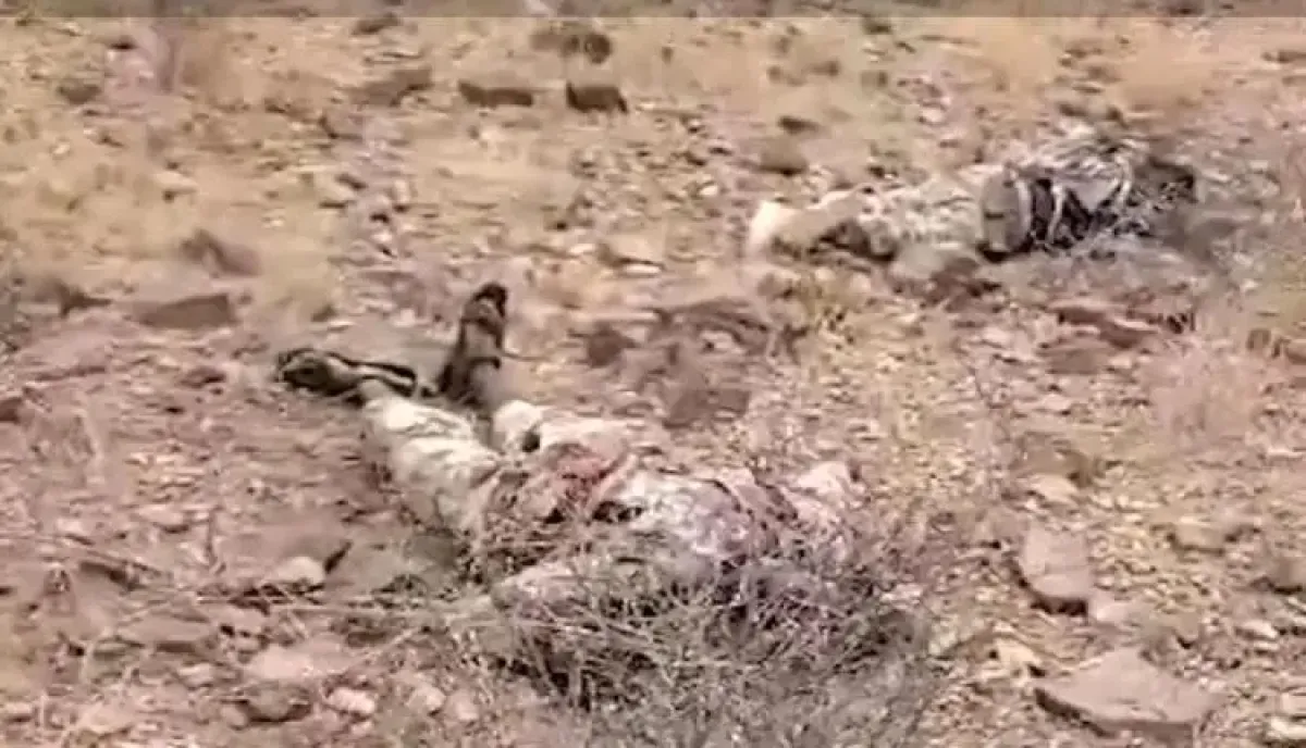 توثيق بالصور والوثائق.. العثور على جثث لإرهابيين من (حركة الشباب) الصومالية بين صرعى الحوثيين بالساحل الغربي (فيديو)