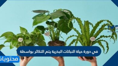 في دورة حياة النباتات البذرية يتم التكاثر بواسطة