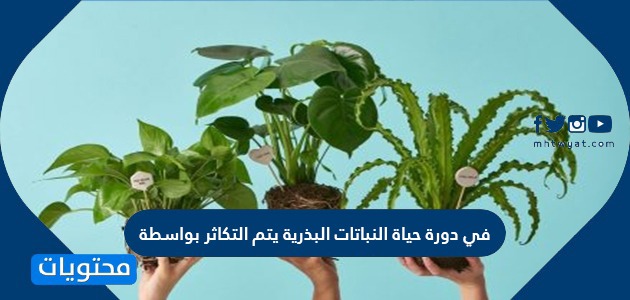 في دورة حياة النباتات البذرية يتم التكاثر بواسطة