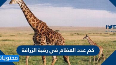 كم عدد العظام في رقبة الزرافة
