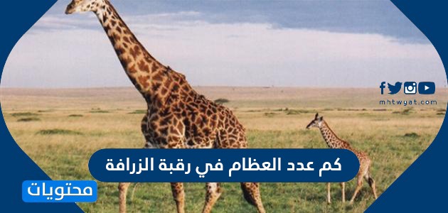 كم عدد العظام في رقبة الزرافة