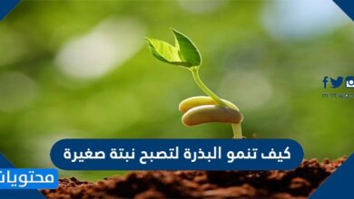كيف تنمو البذرة لتصبح نبتة صغيرة