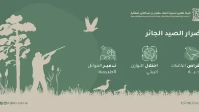 محمية الملك سلمان الملكية تشدّد حظر الصيد وتُكثّف الرقابة الميدانية