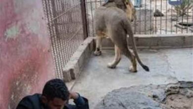 مشهد في حديقة الحيوان بصنعاء يثير الدهشة: شاب يمني يجلس داخل قفص أسد دون اكتراث لما قد يحدث له