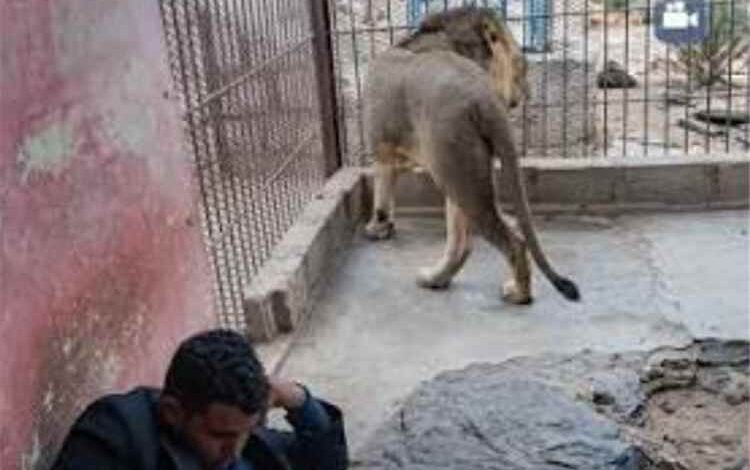 مشهد في حديقة الحيوان بصنعاء يثير الدهشة: شاب يمني يجلس داخل قفص أسد دون اكتراث لما قد يحدث له