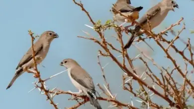 صورة من الألبوم